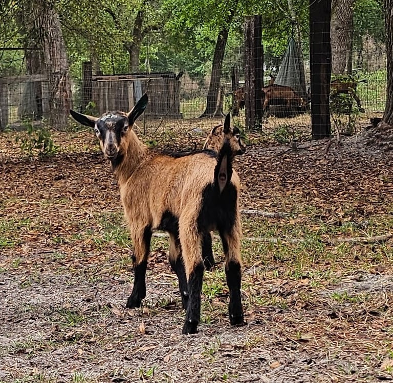 Oberhasli buck kid standing facing away looking back