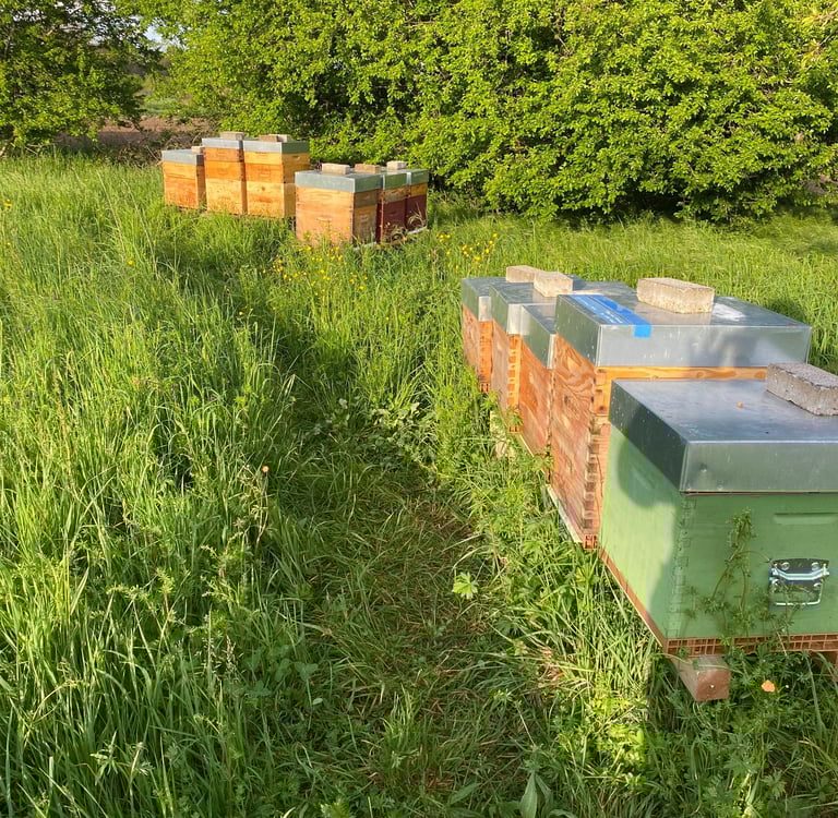 ruches dadant remplient d'abeilles Buckfast