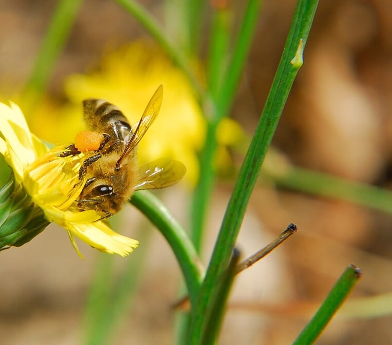 Common Cat's-Ear Pollen Honeybee