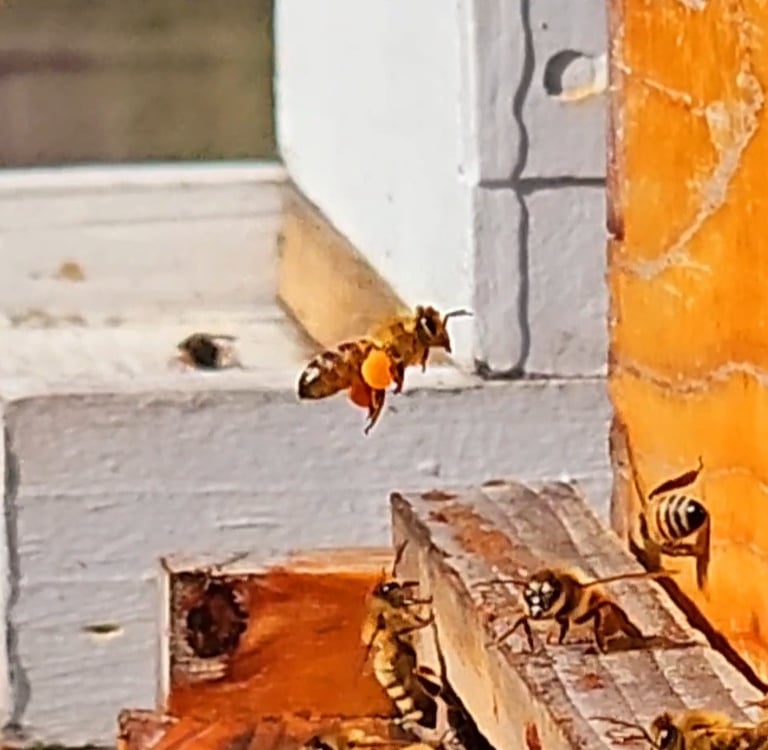 Coltsfoot Pollen