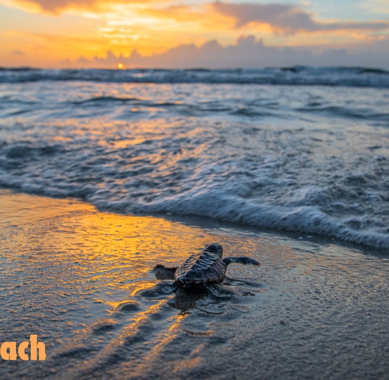 Caretta Caretta Turtle at İztuzu Beach