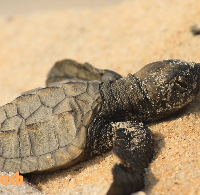 a baby caretta caretta turtle at İztuzu Beach