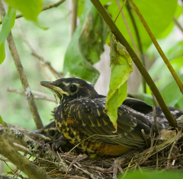 three robin fledglings in a nest in a tree