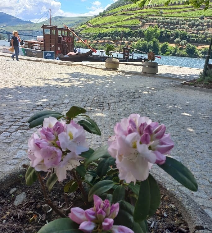 La vallée du Douro au Portugal 