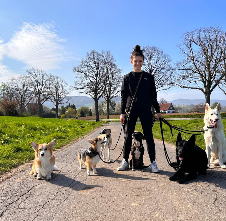 Hundeschule Resistencedog beim Dogwallk mit 6 Hunden