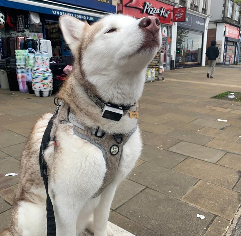 Siberian Husky wearing Pawfect Adventures Harness in North London