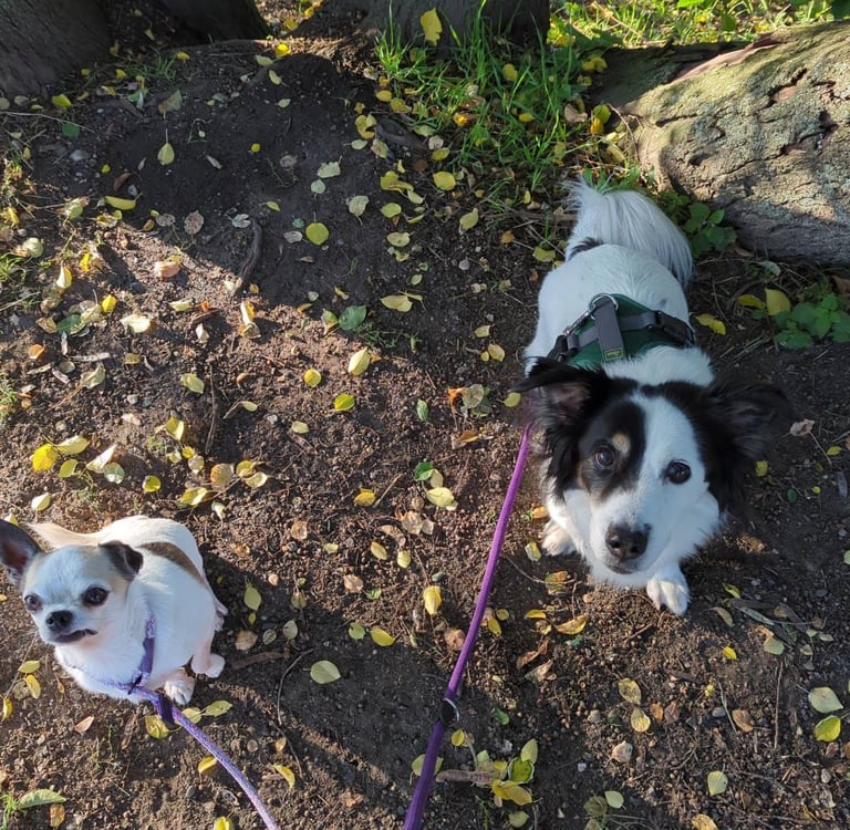 2 Hunde im Wald