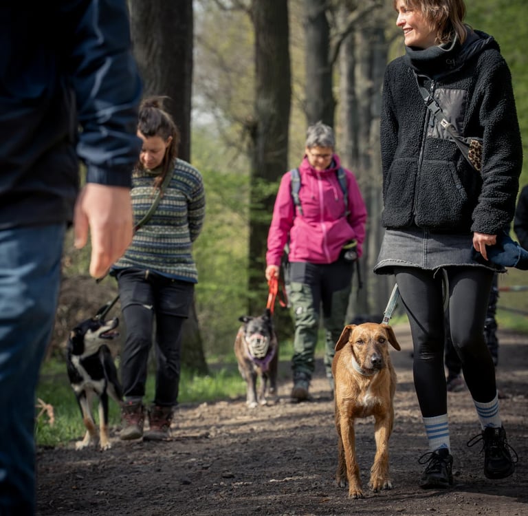 Ein Trainingsspziergang mit 3 Hunden im Süden von Leipzig