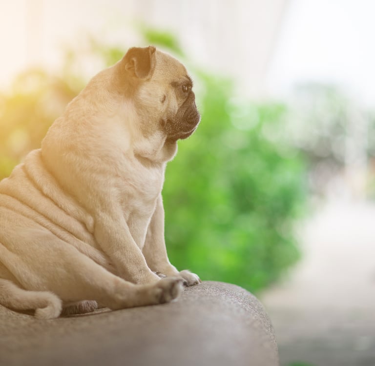 ernährungsberatung-für-hunde-soltau