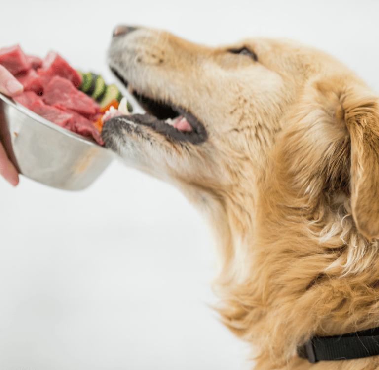 ernährungsberatung-für-hunde-soltau