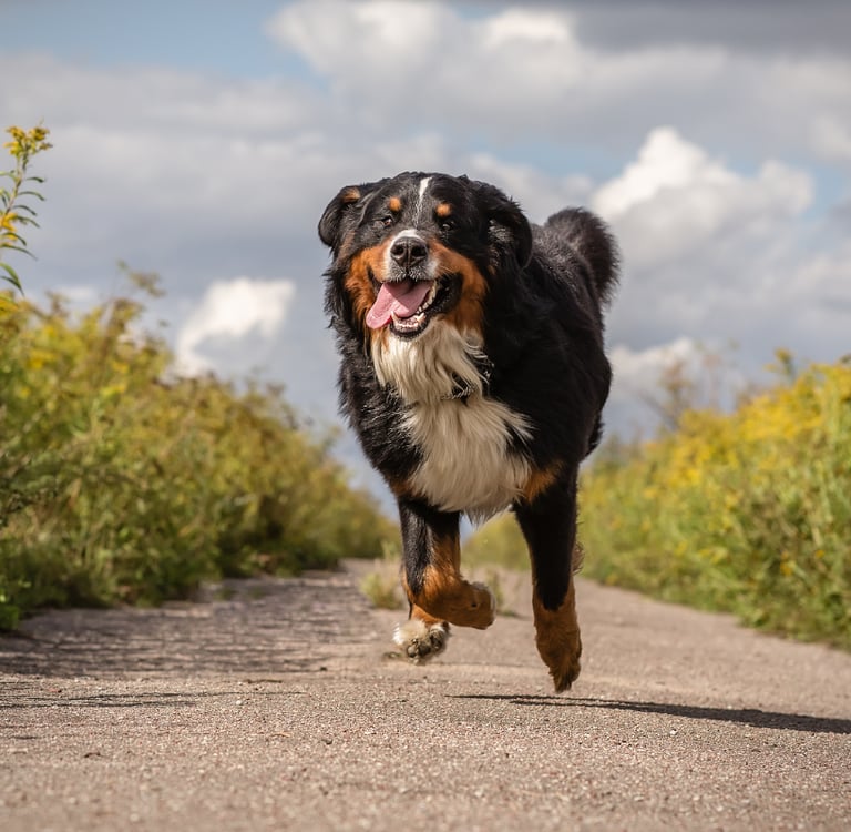 ernĂ€hrungsberatung-fĂŒr-hunde-soltau