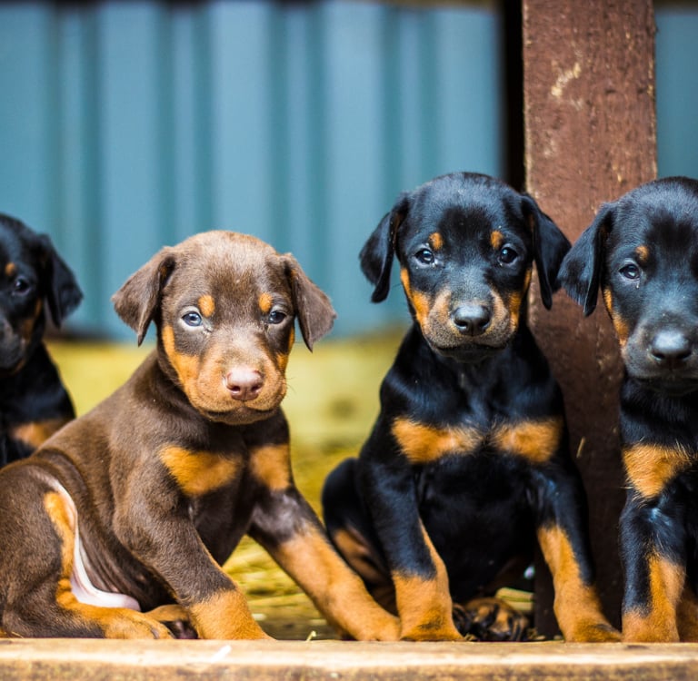ernĂ€hrungsberatung-fĂŒr-hunde-soltau