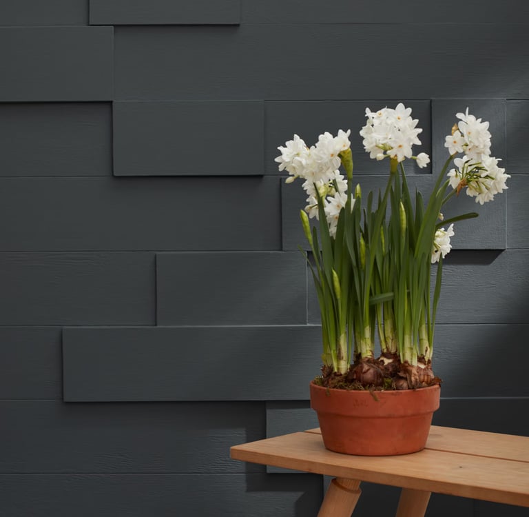 a potted planter with white flowers on a table - Benjamin Moore Graphite 1603 - daeco painting