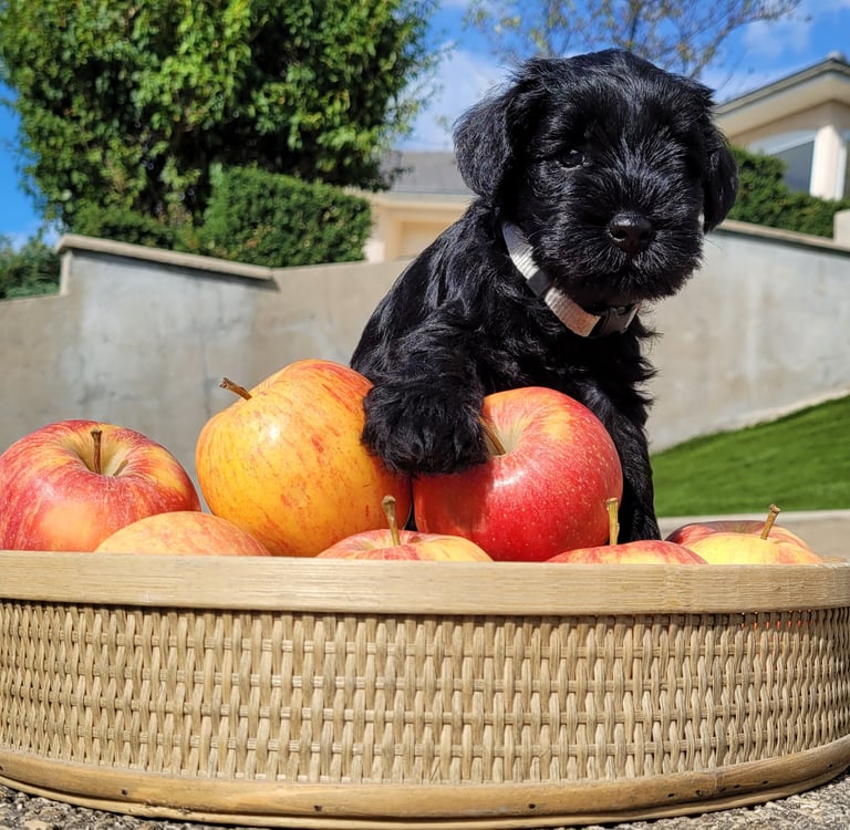 Chiot Schnauzer qui croque la pomme