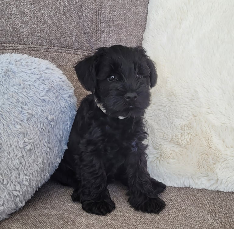 Chiot Schnauzer sur un canapé