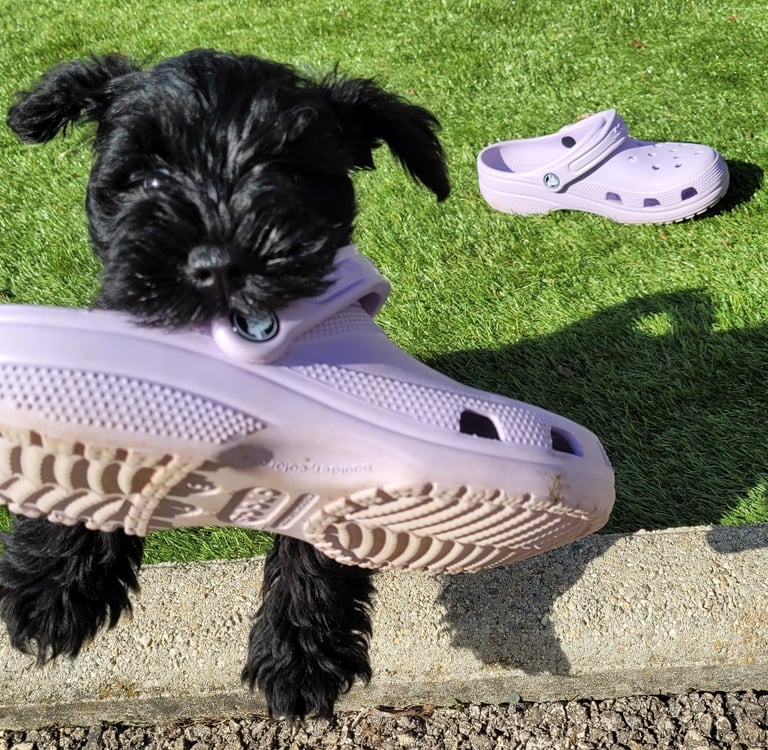 Bébé Schnauzer qui vole un Crocs