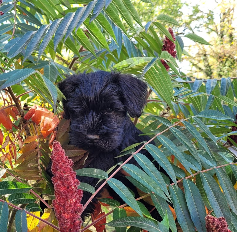 Gigi des Diamants Noirs d'Also