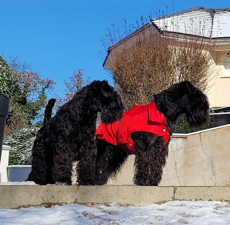 Tara et Panzer Schnauzers nains noirs