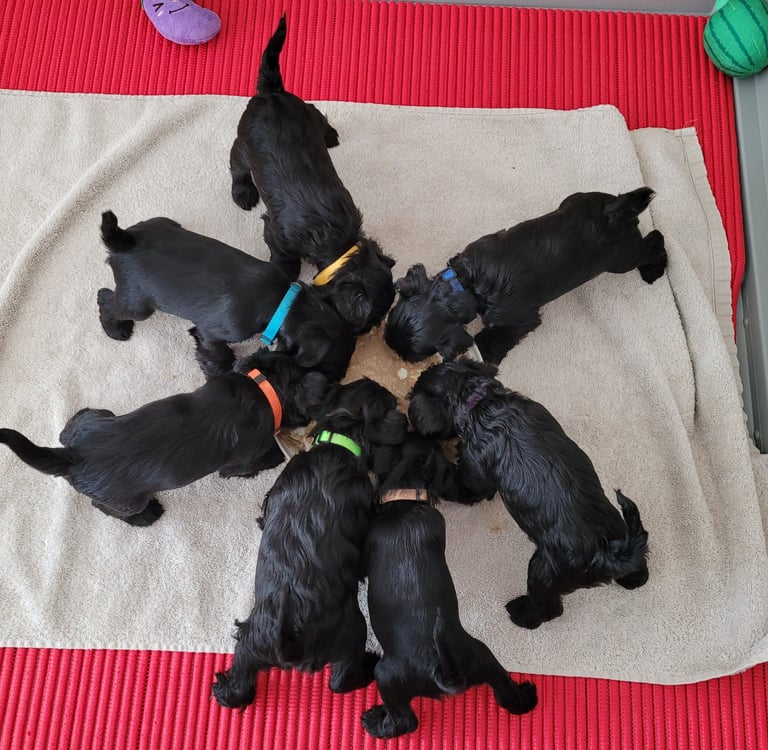 Le repas des Diamants Noirs