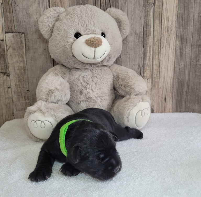 Collier vert des Diamants Noirs d'Also