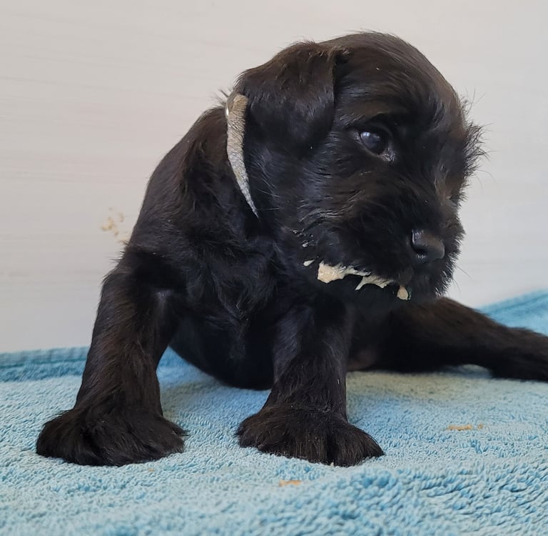 Gris des Diamants Noirs d'Also