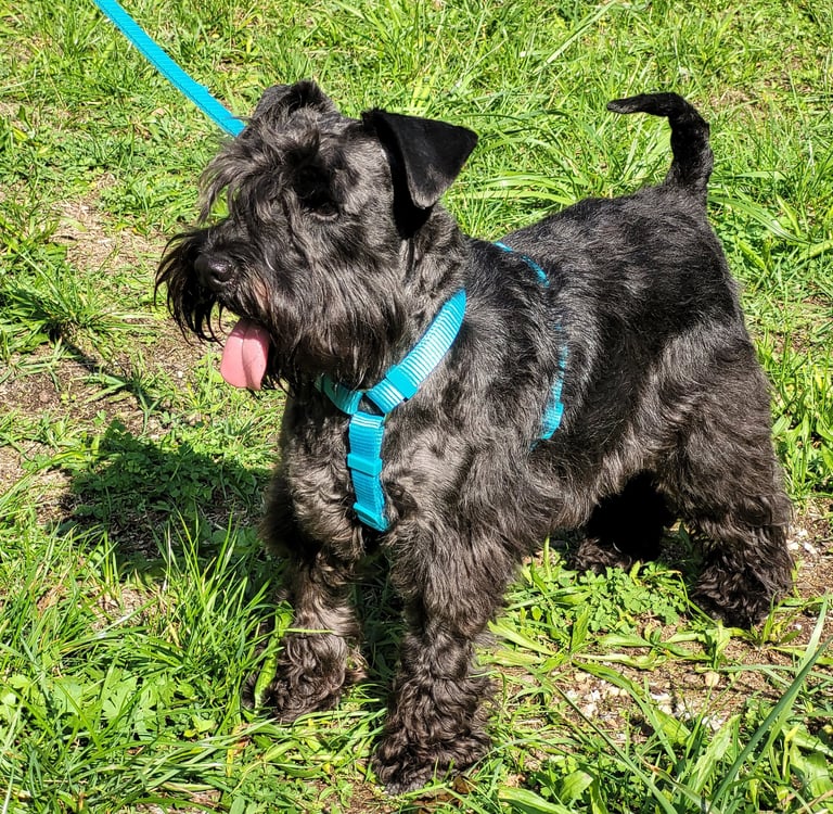 Trudi, élevage se Diamants Noirs d'Also