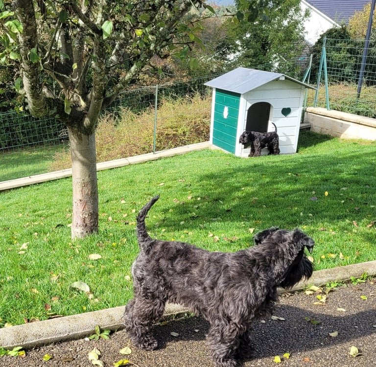 Femelles Schnauzer nain noir