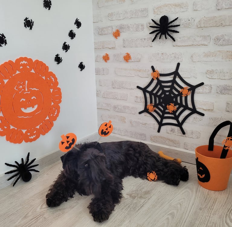 Tara vom Spakenberg , Schnauzer nain