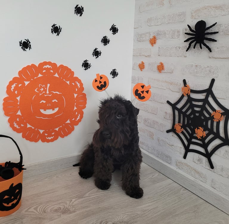 Vintus fête Halloween