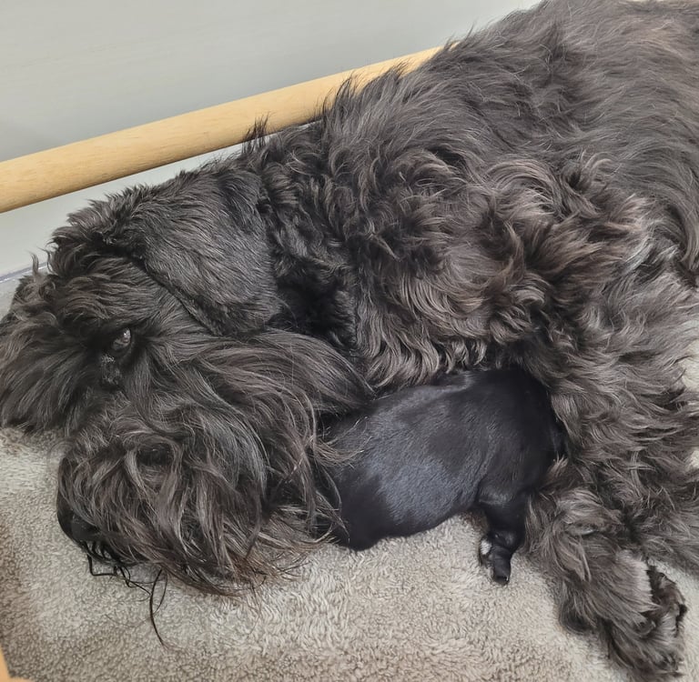 Tessie et sont chiot