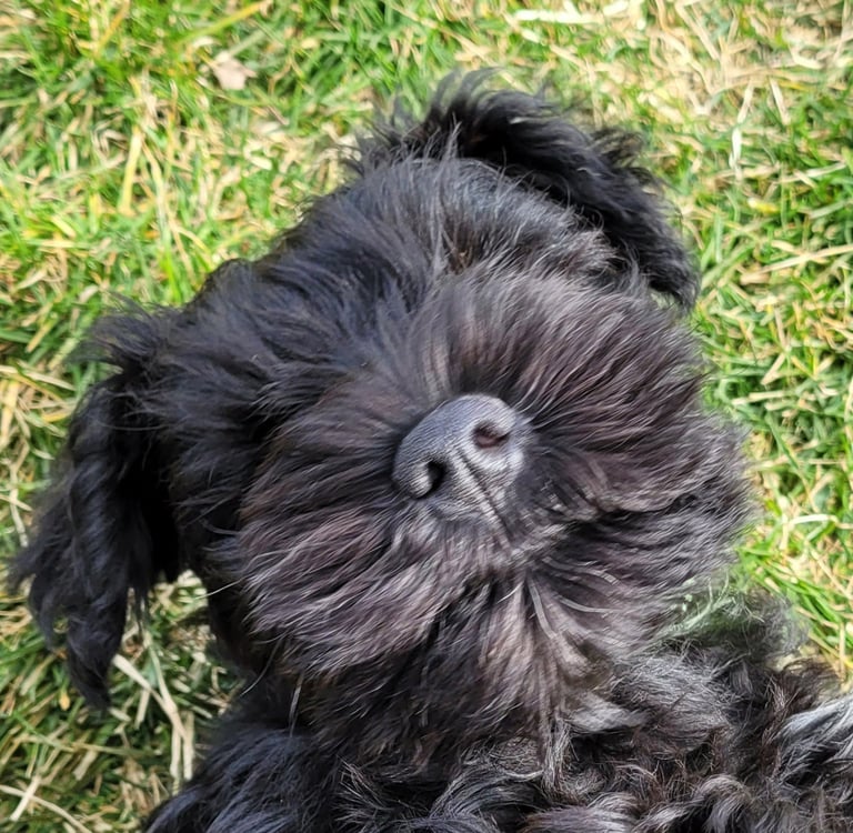 Gros plan sur chiot Schnauzer nain
