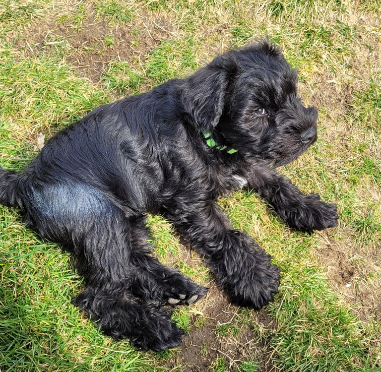 Chiot Schnauzer miniature