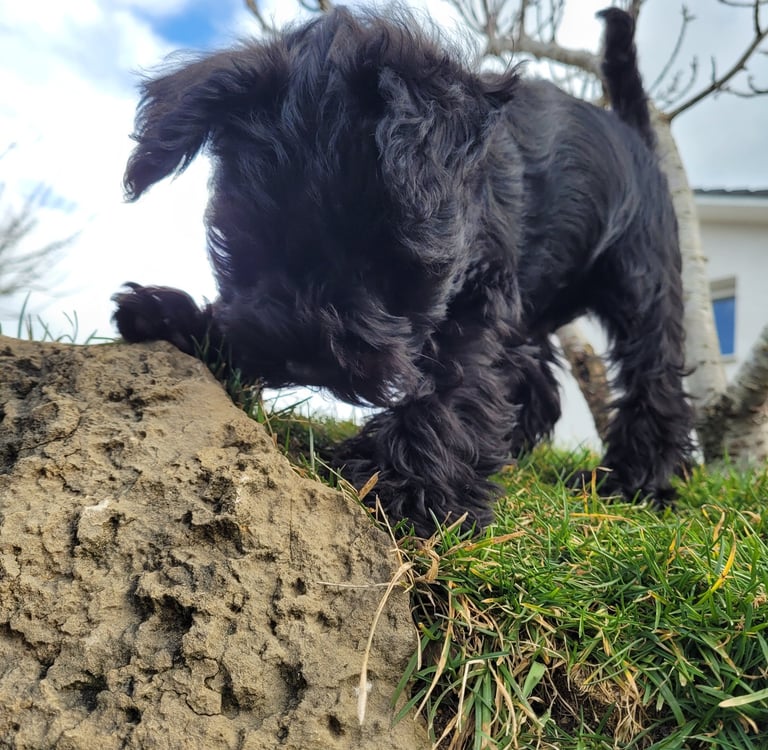 Bébé Schnauzer miniature noir