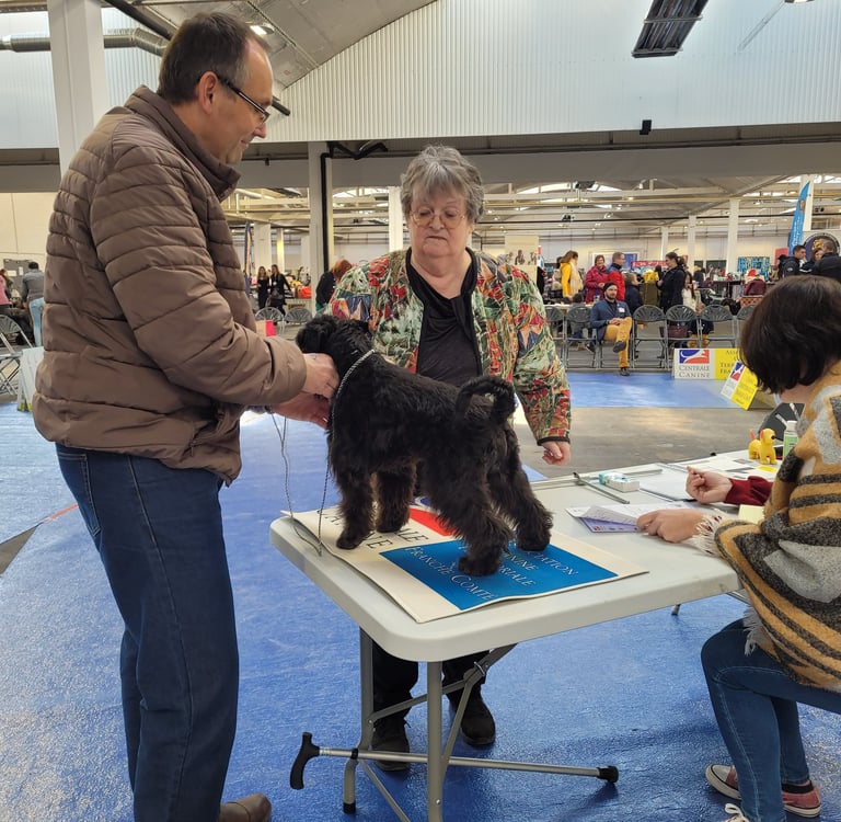 Eleveur Schnauzer miniature et juge SCC