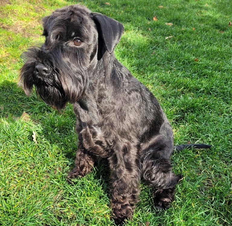 Anouk des Diamants Noirs d'Also