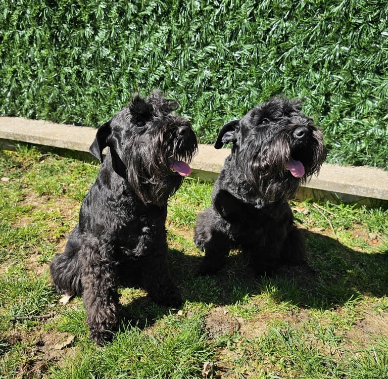 Les artistes Schnauzers