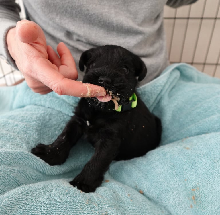 1 ère bouillie pour bébé Schnauzer