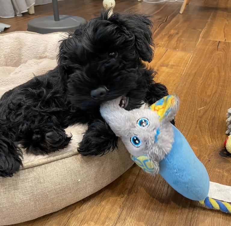 Schnauzer nain noir avec son jouet