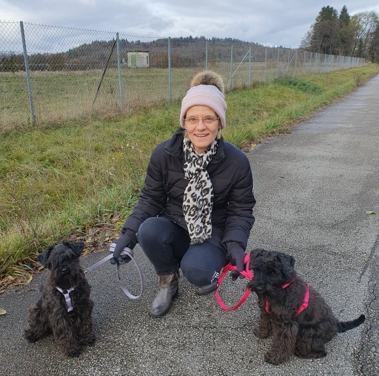 L'éleveur et ses femelles Schnauzers