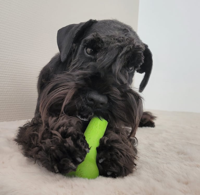 Femelle Schnauzer miniature