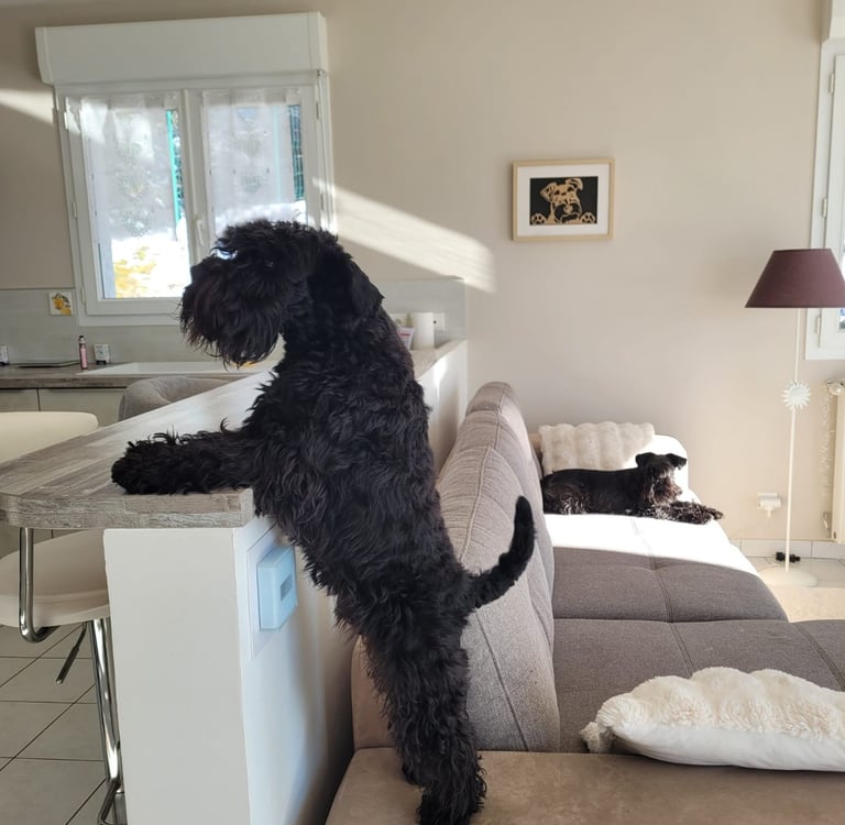 Vintus, étalon des Diamants Noirs d'Also