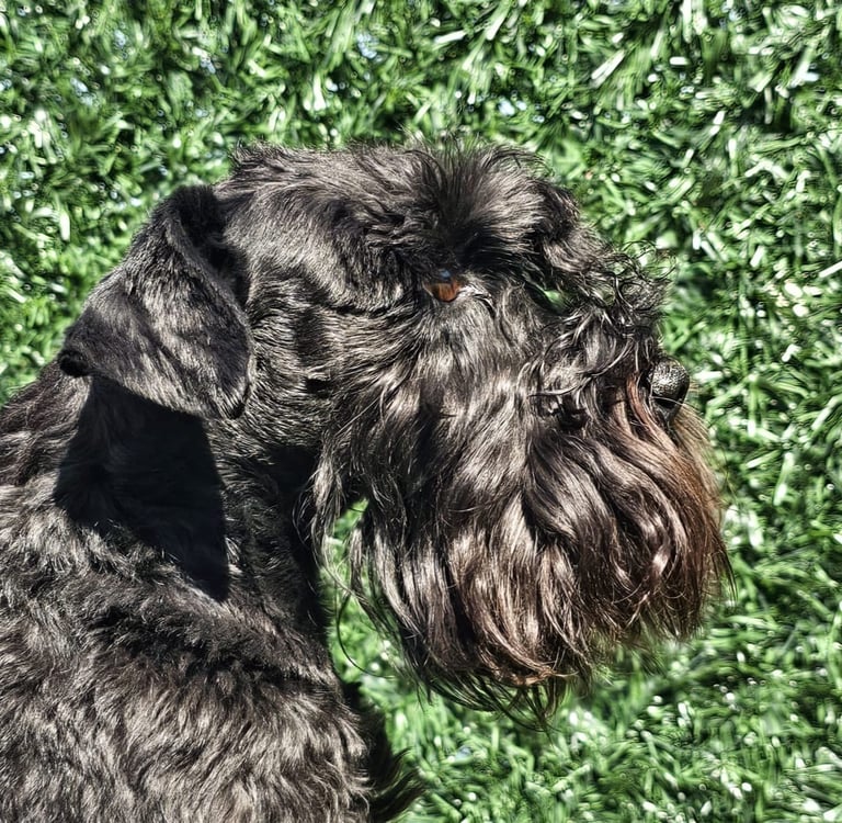 Vintus, Schnauzer nain noir