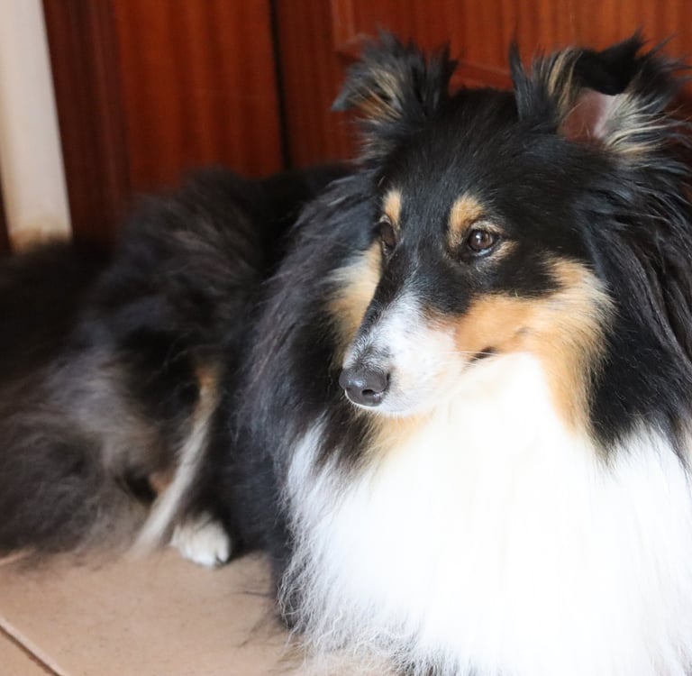 Pastor de las islas de shetland, Maravryan shelties, Shelties de Maravryan, Shetland sheepdog