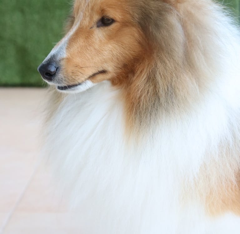 Pastor de las islas de shetland, Maravryan shelties, Shelties de Maravryan, Shetland sheepdog