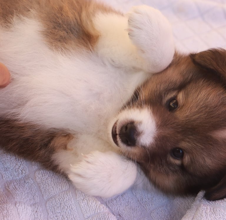 Pastor de las islas de shetland, cachorro de shetland