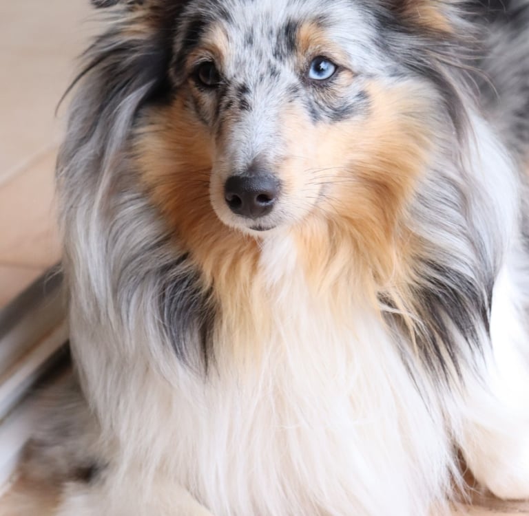 Pastor de las islas de shetland, Maravryan shelties, Shelties de Maravryan, Shetland sheepdog