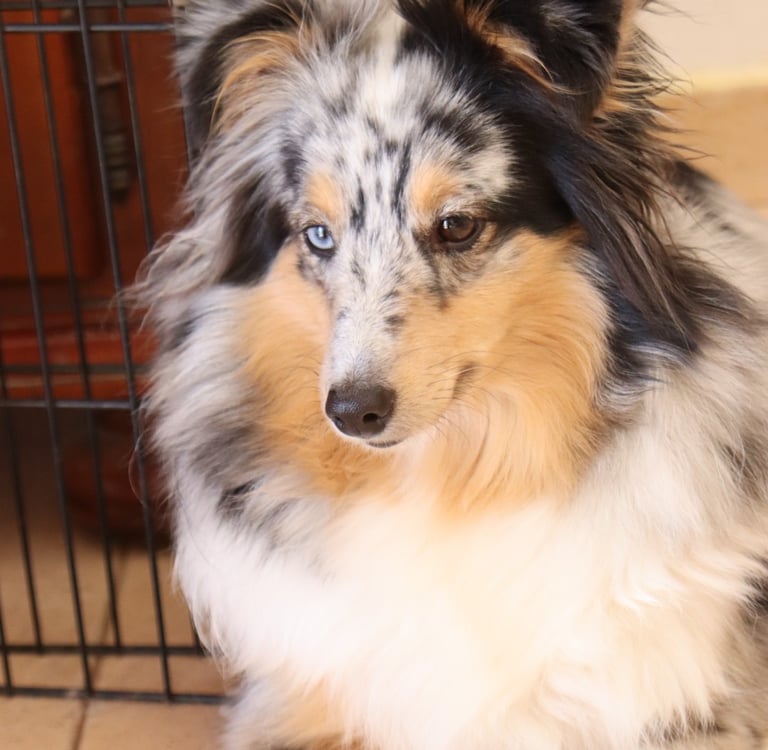 Pastor de las islas de shetland, Maravryan shelties, Shelties de Maravryan, Shetland sheepdog