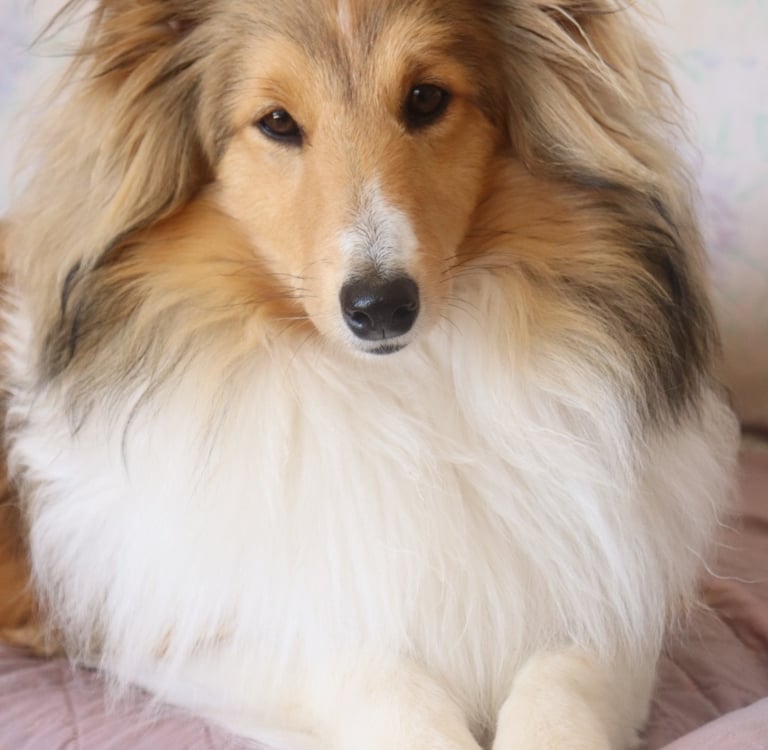 Pastor de las islas de shetland, Maravryan shelties, Shelties de Maravryan, Shetland sheepdog