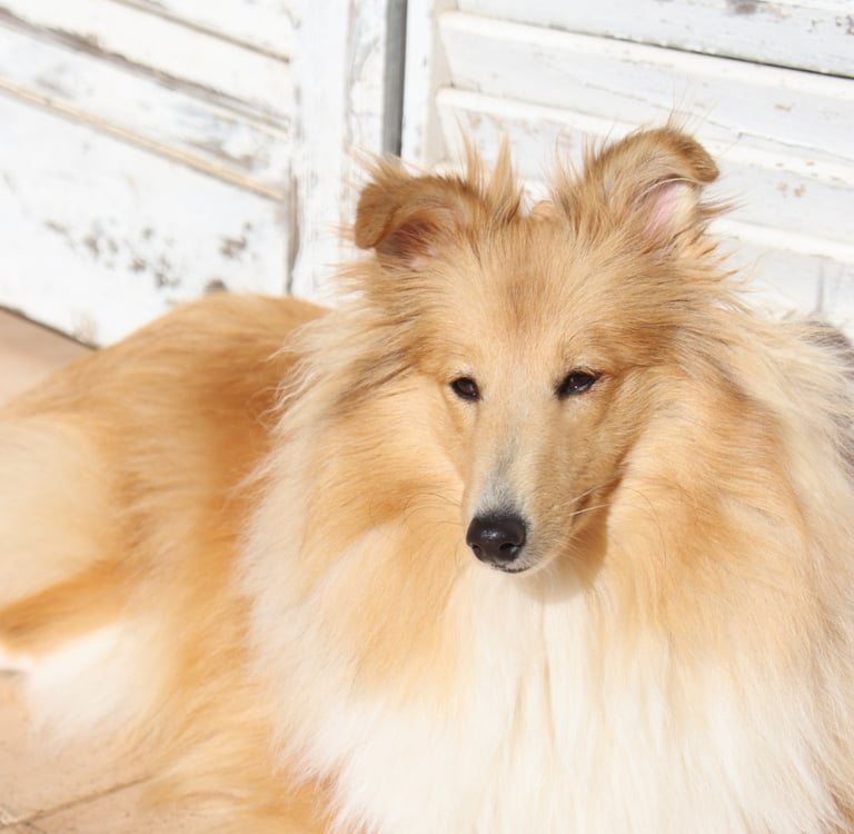 Pastor de las islas de shetland, Maravryan shelties, Shelties de Maravryan, Shetland sheepdog