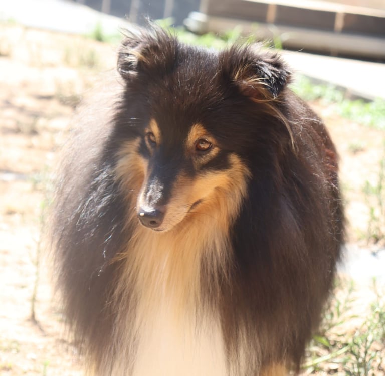 Pastor de las islas de shetland, Maravryan shelties, Shelties de Maravryan, Shetland sheepdog